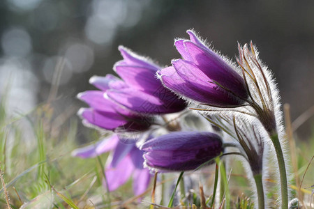 春天的紫色斑鸠花春天柔软的紫色柔和色彩的毛图片