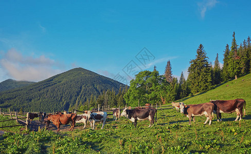 在山和奶牛的绿色草甸夏天风景图片