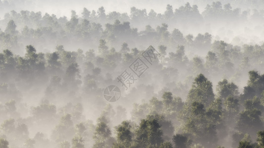 雾中的松林空中图片