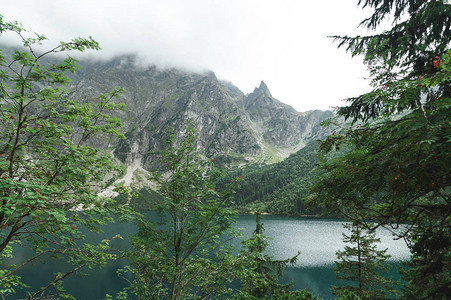 在阴天的湖泊和山脉背景上的树木图片