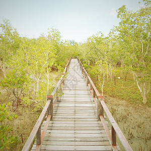 红树林上的木桥图片
