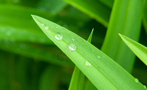 落在绿叶上的雨滴关闭图片