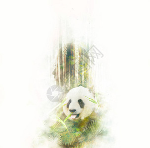年轻体贴的女人的抽象双曝光肖像与绿叶中的熊猫照片相结合显示人与自然统一的概念图像生态环图片