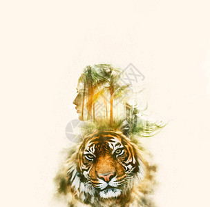 一位年轻体贴的女人的双重曝光肖像与丛林背景中的老虎照片相结合显示人与自然统一的概念图像生态环图片