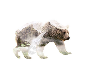 灰熊与野山林的双重曝光动物与自然的统一图片
