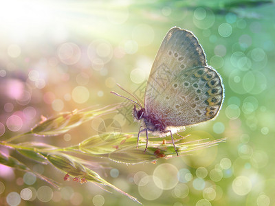 阳光下的蝴蝶图片