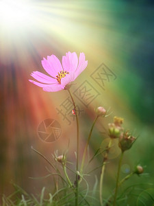 阳光下的粉红色花朵图片