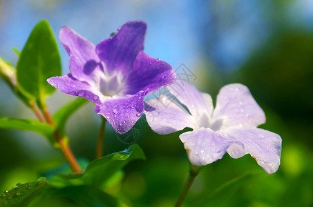 关闭两朵紫罗兰花在清晨图片