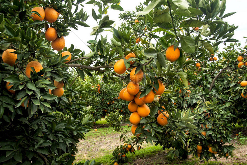 花园里橘子树的特写图片