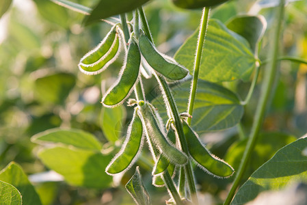 田间大豆植物的特写图片