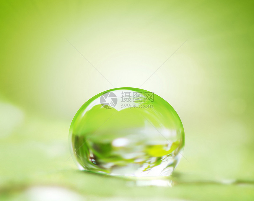绿色的叶子和水滴在它上图片