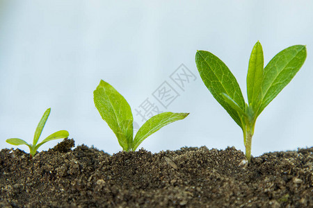 年轻的植物或树木的生长顺序图片