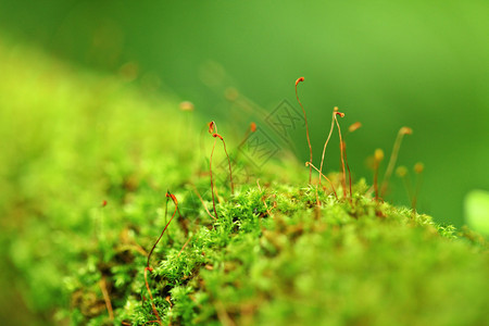 苔关闭图片