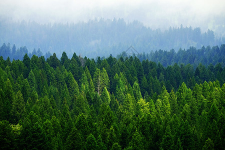 云雾缭绕的山林松树图片