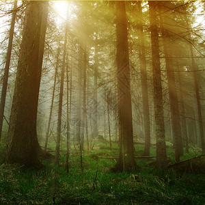 黑暗森林里的阳光图片