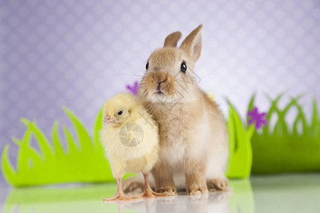复活节兔子和小鸡在东方概念图片