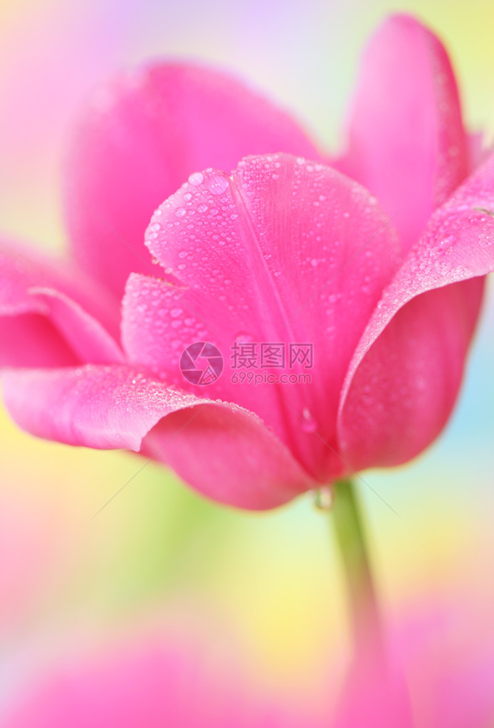 彩色背景下郁金香花的特写镜头图片