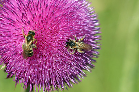 蜜蜂花春季图片