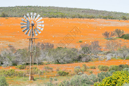 南非北开普省纳马夸兰地区Kamieskroon附近Namarqua公园Skilpad的一块土著人花地毯上的背景图片