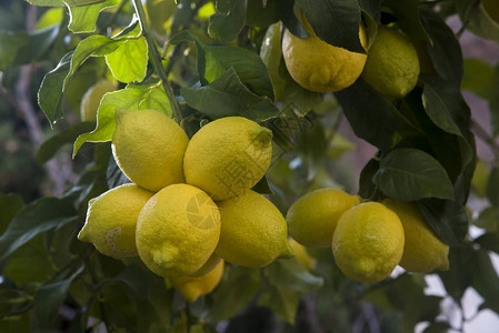 柠檬树枝上成熟的黄色柠檬图片