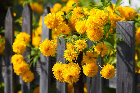 黄色花和旧木栅栏图片