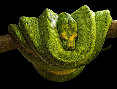 栖息在南美洲的热带雨林中图片