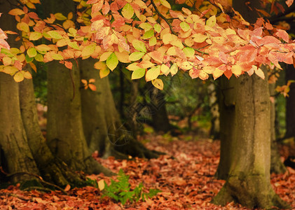 美丽的森林风景秋季的图片