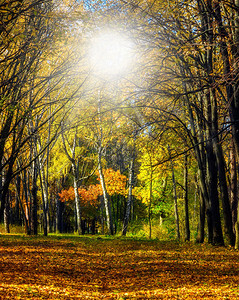 瀑布阳光秋季公园树木图片