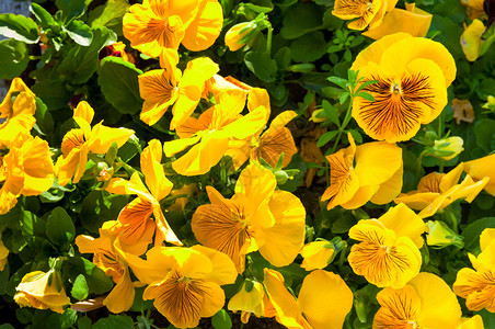 黄色中提琴三色花图片