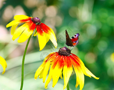 黄花上的蝴蝶Inac图片