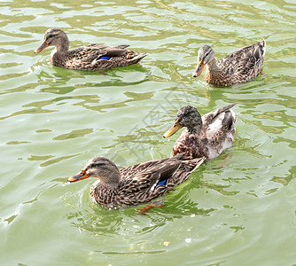 鸭子在池塘背景中游泳图片