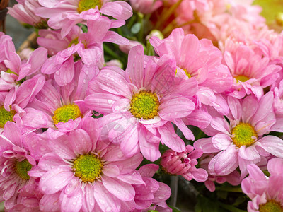美丽盛开的粉红色和黄色雏菊花图片