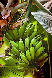 大簇香蕉挂在树上图片