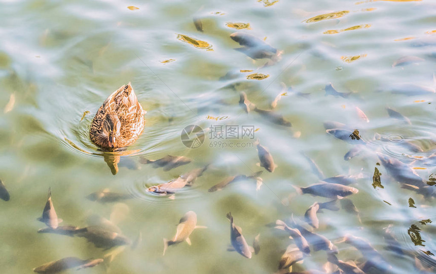 野鸭和池塘里的一群鲫鱼图片