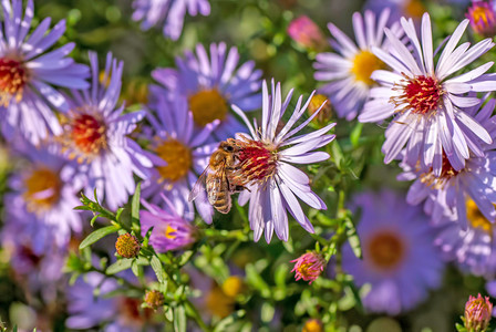 查米尔花朵和蜜蜂在夏季采花高清图片