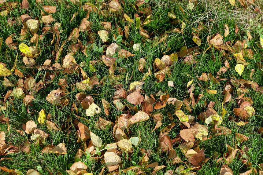 在绿草的下落的黄色秋天桦树叶子图片