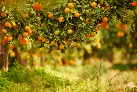 橘子阳光明媚的花园图片