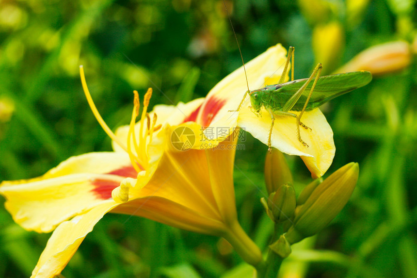 百合花上的蚂蚱图片