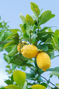 挂在树上的黄色柠檬图片