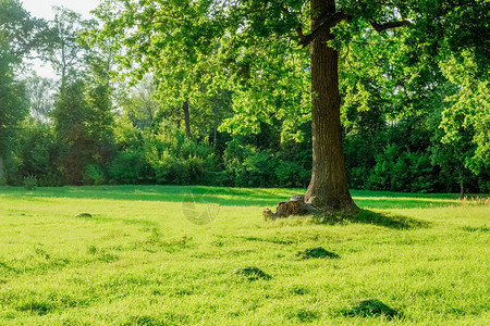 绿色田野中夕阳光下的一棵大橡树背景图片