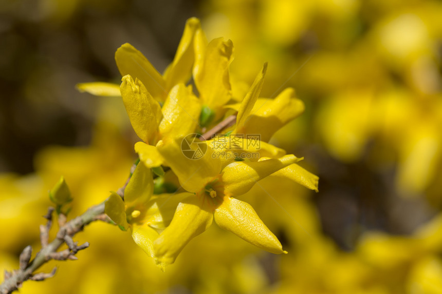 春园连翘美丽的黄花图片