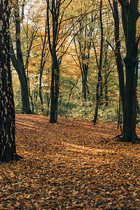 秋季森林树木附近的黄色落叶图片