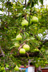 树枝上有成熟多汁的梨树梨和叶子背景图片