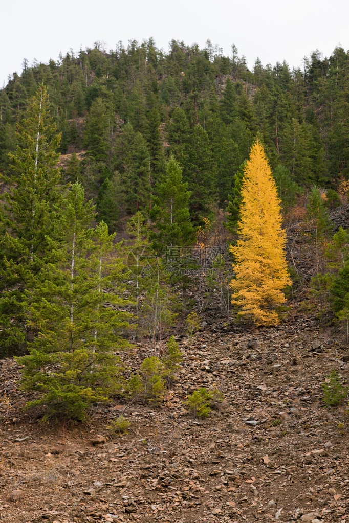 一棵秋色的塔马龙树图片