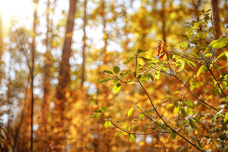 白昼秋天公园黄叶和绿叶树的图片