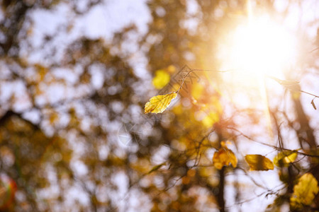 日落公园中黄叶和太阳的树木有选图片