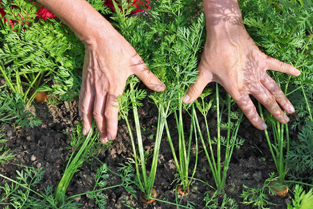 农妇手里握着蔬菜床上一小块新鲜胡萝卜叶子的农民图片