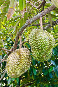 新鲜榴莲泰国树上的水果之王图片