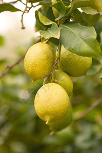 柠檬树枝含柠檬水果和本底叶图片