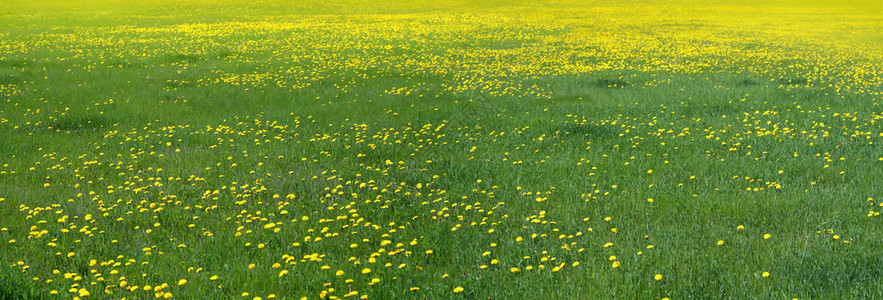 黄色美丽的蒲公英花场图片
